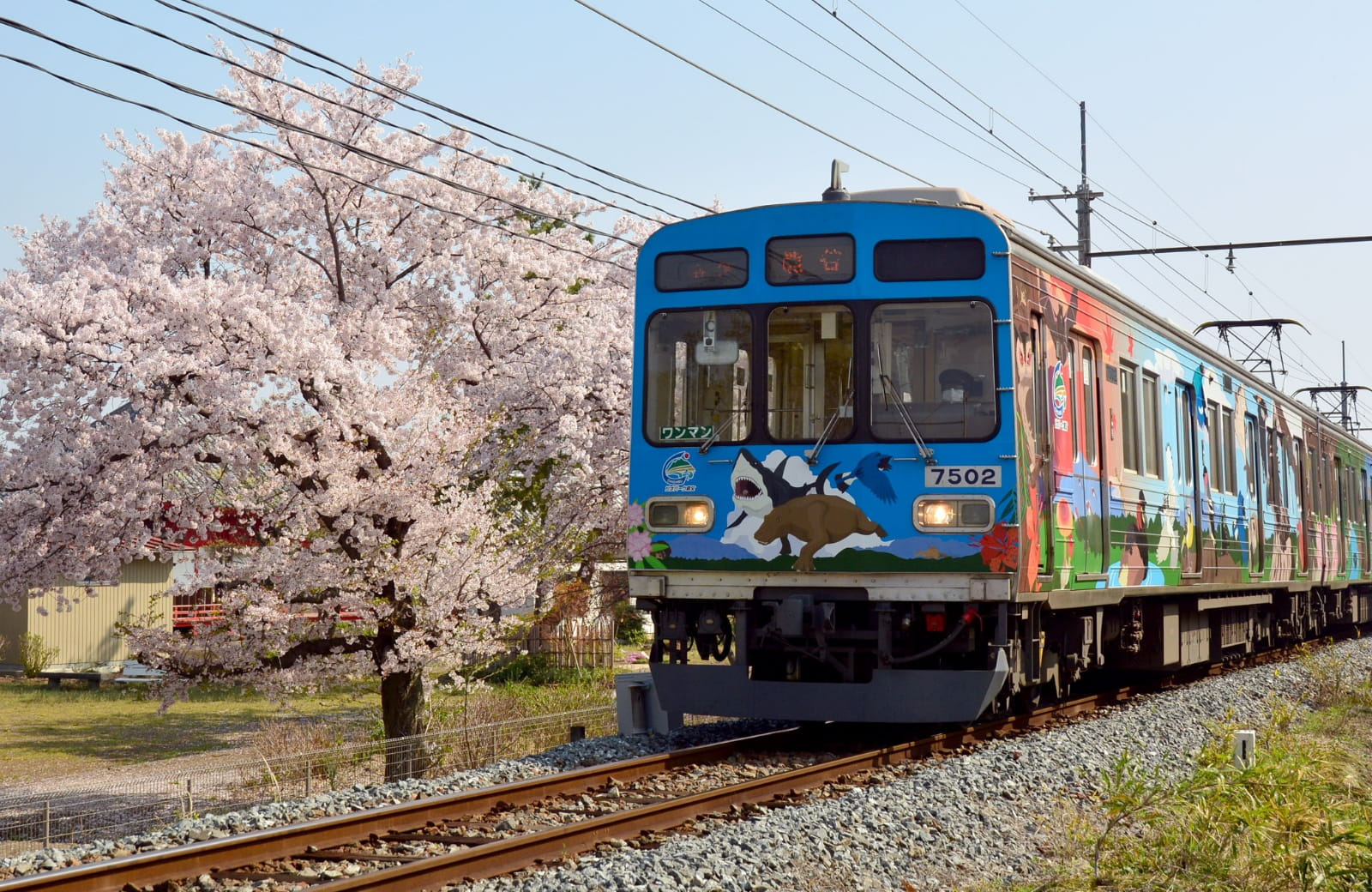 秩父鉄道のラッピング列車