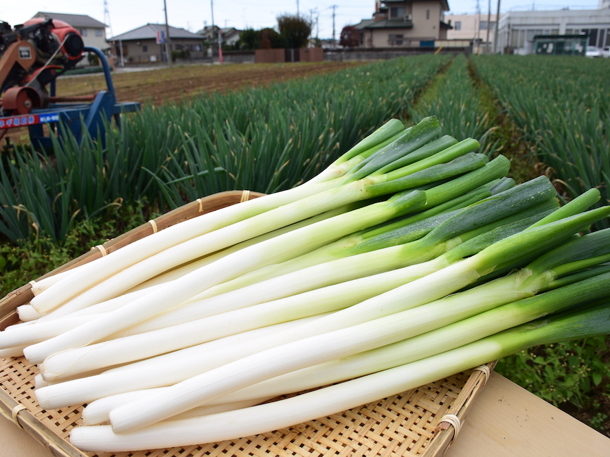 深谷ねぎ