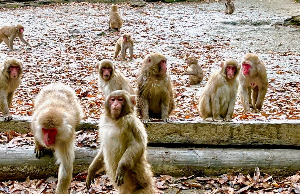 宝登山小動物公園